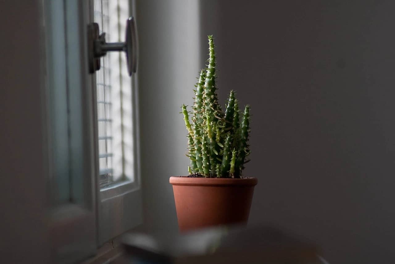 Read more about the article Indoor Gardening Tips for Women Balancing Busy Lifestyles
